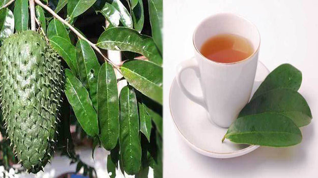 Té de Guanábana: una alternativa natural para prevenir el cáncer